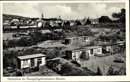 Ak Nierstein am Rhein, Vereinsfarm d. Rassegeflügelzuchtvereins