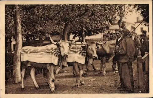 Ak Pyrénées Atlantiques, Types Basques, Paysans Basques, Leurs Boeufs