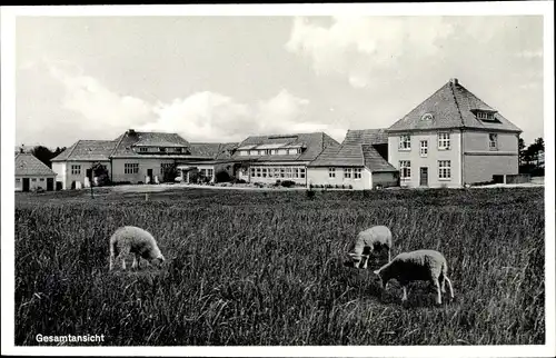 Ak Duhnen Cuxhaven in Niedersachsen, Kindererholungsheim Dr. Anna Sjögren, Schafe