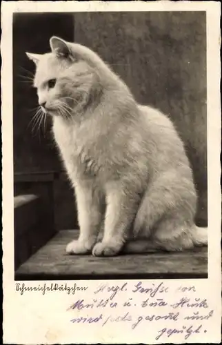 Ak Schmeichelkätzchen, weiße Katze