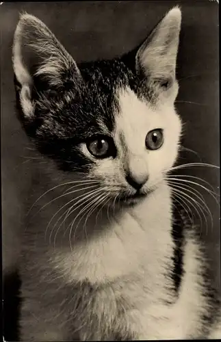 Ak Katzenportrait, kleine Katze