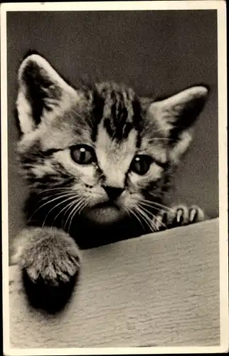 Ak Katzenportrait, kleine getigerte Katze