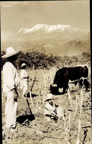 Foto Ak Mexiko, Mexikaner mit Rind auf dem Feld