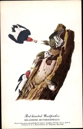 Künstler Ak Audubon, John J., Red headed Woodpecker, Melanerpes Erythrocephalus, Specht
