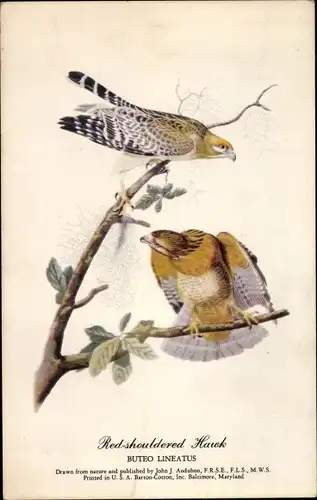 Künstler Ak Audubon, John J., Red shouldered Hawk, Buteo Lineatus, Rotschulderbussard