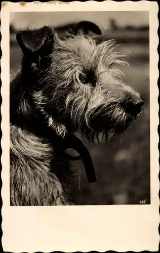 Foto Ak Hundeportrait, Terrier