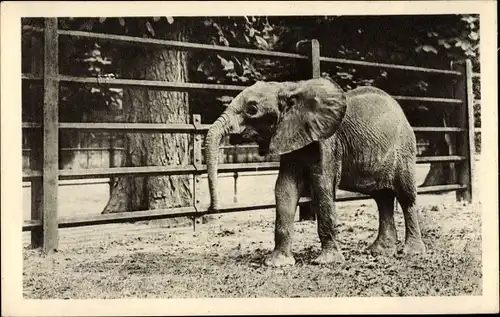 Ak Wien 13 Hietzing, Tierpark Schönbrunn, Afrikanischer Elefant, Loxodonta africana