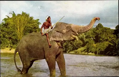 Ak Kandy Ceylon Sri Lanka, Elephant and Mahout, Elefant