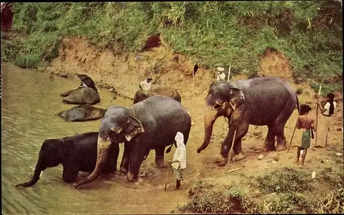 Ak Kandy Celyon Sri Lanka, Elephants bathing, Elefanten