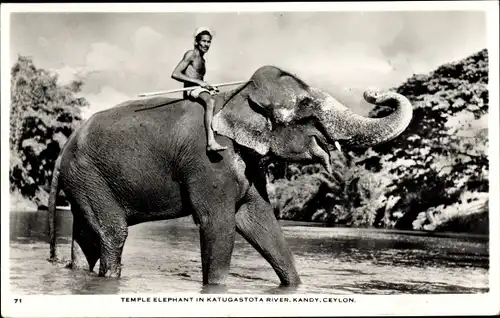 Ak Kandy Celyon Sri Lanka, Temple Elephant in Katugastota River, Elefant
