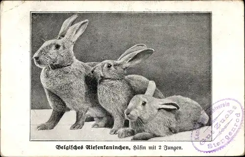 Ak Belgisches Riesenkaninchen, Häsin mit zwei Jungen