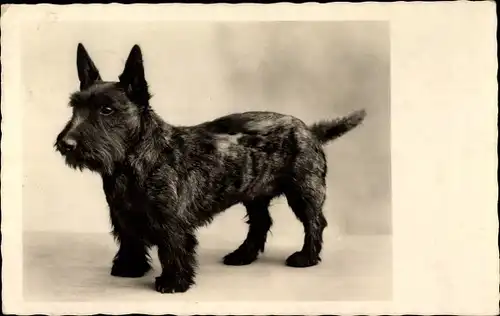 Ak Hundeportrait, Terrier