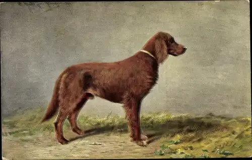 Künstler Ak Müller, M., Brauner Jagdhund, Hundeportrait