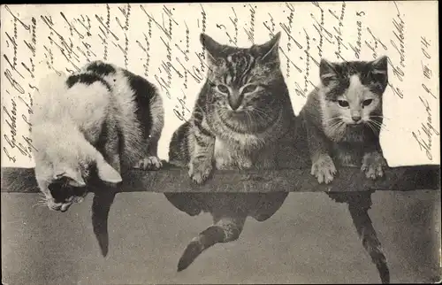 Ak Drei Katzen auf einem Balken