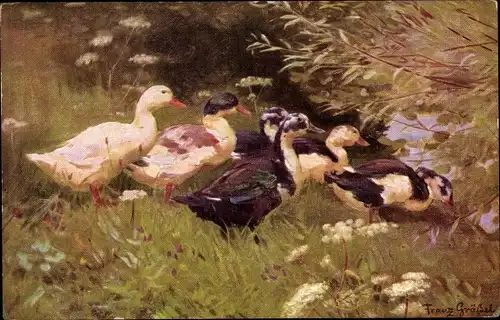 Künstler Ak Gräßel, Franz, Enten auf einer Wiese