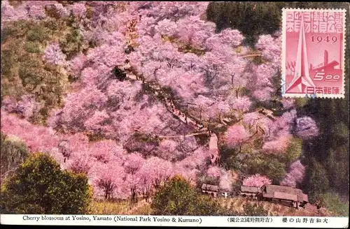 Ak Nara Präfektur Nara Japan, Cherry blossoms at Yosino, Yamato, National Park Yosino and Kumano