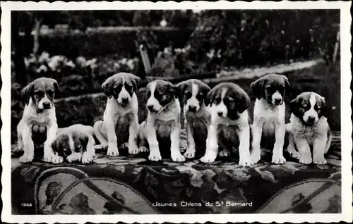 Ak Jeunes Chiens du St. Bernard, acht Bernhardinerwelpen