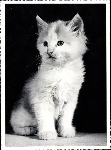 Ak Kleine Katze mit langem Fell