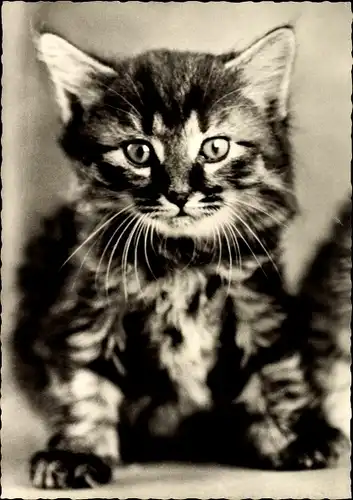 Ak Kleine getigerte Katze