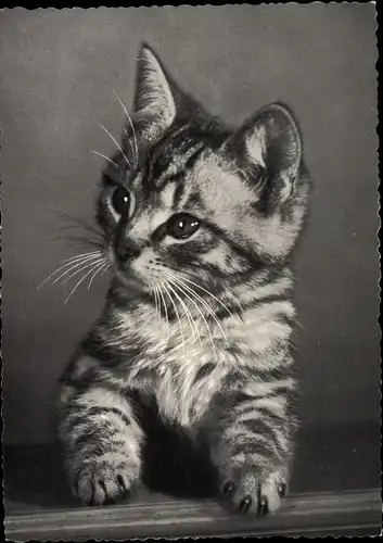 Ak Kleine getigerte Hauskatze