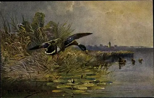 Künstler Ak Müller, M., Teichpartie mit Enten, Jagdbilder
