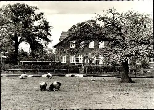 Ak Luhdorf Winsen an der Luhe, Schweine