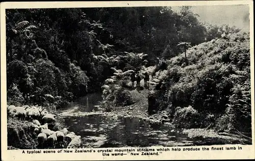 Ak Neuseeland, A typical scene of New Zeeland's crystal mountain streams, sheep