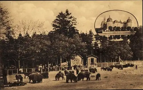 Ak Moritzburg in Sachsen, Ehem. Kgl. Jagdschloss, Wildschweinfütterung