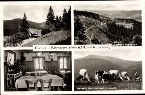 Ak Seebach in Baden Schwarzwald, Gasthaus Kernhof, Rheinebene, Kuhweide