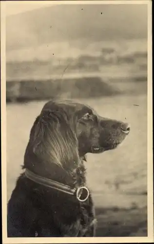 Foto Ak Hundeportrait, Hund mit Halsband