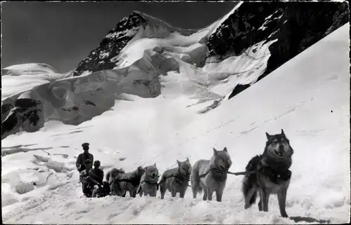 Ak Polarhunde auf dem Jungfraujoch, Schlittenhunde, Husky