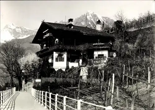 Ak Meran Merano Südtirol, Saxifraga Mimosa, Tappeinerweg