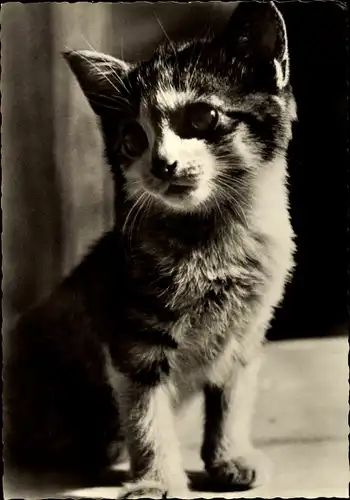 Ak Kleine getigerte Katze
