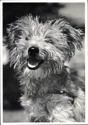 Ak Sky Terrier, Hundeportrait