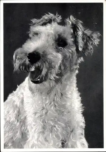 Ak Fox Terrier, Hundeportrait