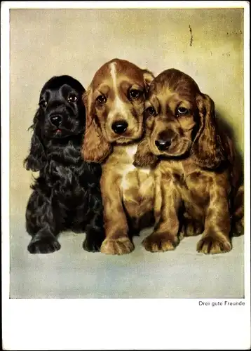 Ak Hunde, Drei gute Freunde, Hundeportrait