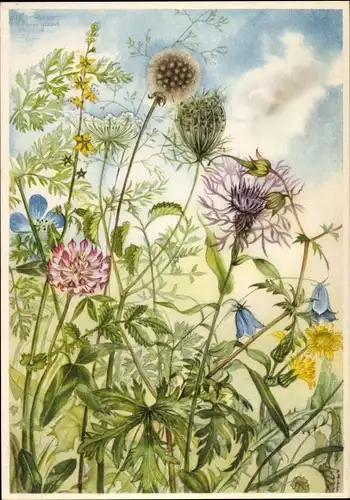 Künstler Ak Schneegans, Marianne, Wiesenblumen