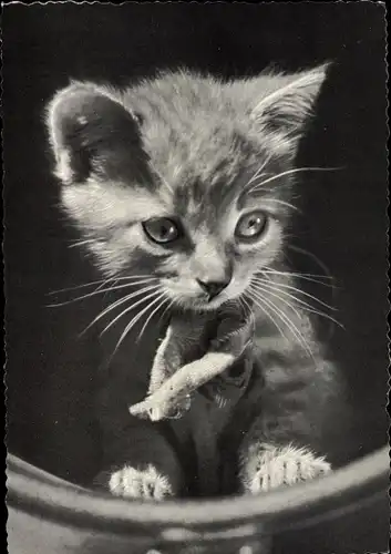 Ak Kleine Katze, Katzenportrait