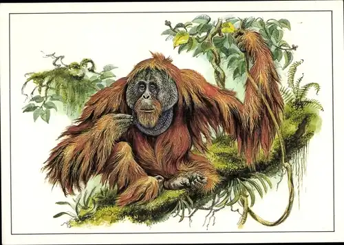 Künstler Ak Zieger, Reiner, Orang Utan, Pongo pygmaeus