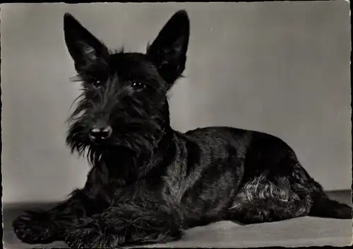 Ak Hundeportrait, liegender schwarzer Terrier