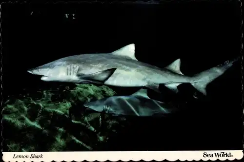 Ak San Diego Kalifornien USA, Sea World, Lemon Shark, Negaprion breverostris, Hai