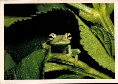 Ak Grüner Frosch unter einem Blatt