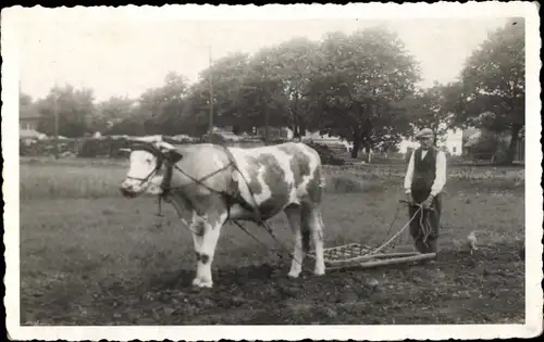Foto Ak Bauer mit Rinderpflug auf dem Feld 1946