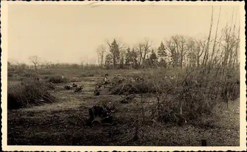 Foto Ak Raßdorf Zahna Elster Kreis Wittenberg, Abgeholzter Wald