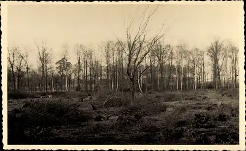 Foto Ak Raßdorf Zahna Elster Kreis Wittenberg, Waldpartie