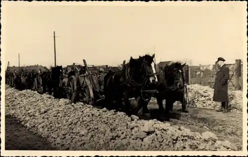 Foto Ak Lutherstadt Wittenberg, Straßenbau, Erdreich wird abgefahren, Pferde