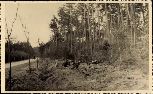 Foto Ak Zerbst in Anhalt, Radfahrerstraße, Abgeholzte Bäume