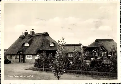 Ak Wiesmoor in Ostfriesland, Blauer Fasan