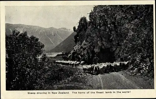 Ak Neuseeland, Sheep droving in New Zeland.