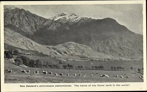 Ak Neuseeland, New Zealand's picturesque pasturelands, The home of the finest lamb in the world